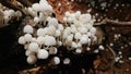 Bunch of living fungus(mushrooms)