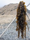 Bunch of long kelp seaweed dries on the seashore Royalty Free Stock Photo