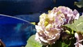 Bunch of luxuriant Hydrangea flower closeup on deep blue background. Melange pastel shades lush petals of blooming flower head