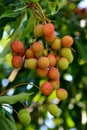 This bunch of lychees are almost ripe.