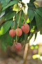 Bunch of Lychee on tree in tropical fruit garden