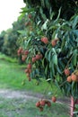 Bunch of Lychee on tree in tropical fruit garden