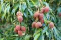 Bunch of Lychee on tree in tropical fruit garden