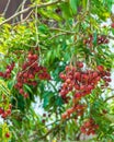 bunch of lychees on a big tree