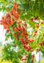 bunch of lychees on a big tree