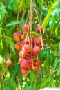 bunch of lychees on a big tree