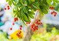 bunch of lychees on a big tree