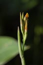 A bunch of macro closeup orange canna lily flower Royalty Free Stock Photo