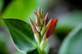 A bunch of closeup red canna lily flower buds Royalty Free Stock Photo