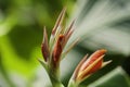 A bunch of macro closeup red canna lily flower Royalty Free Stock Photo