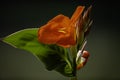 A bunch of macro closeup red canna lily flower Royalty Free Stock Photo