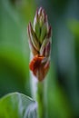 A Bunch of closeup red canna lily flower Royalty Free Stock Photo