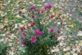 Bunch of magenta colored flowers of Michaelmas daisies in October Royalty Free Stock Photo