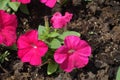 Bunch of magenta-colored flowers of petunias in May Royalty Free Stock Photo