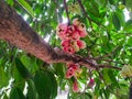 A Bunch of Malay Rose Apple or Plumrose Fruits (Syzygium Malaccense)