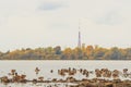 A bunch of mallards on the bank of Daugava against the background of Riga skyline in autumn colors on the opposite shore Royalty Free Stock Photo