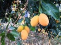 Bunch of mango plum or Gandaria fruit on tree