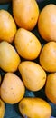 A bunch of mangoes for sell in fruit market