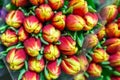 Bunch of many beautiful fresh orange tulips. Wholesale and retail flower store. Flower shop or market. Florist service concept. F Royalty Free Stock Photo