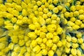 Bunch of many beautiful fresh yellow tulips. Wholesale and retail flower store. Flower shop or market. Florist service concept. F Royalty Free Stock Photo