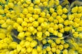 Bunch of many beautiful fresh yellow tulips. Wholesale and retail flower store. Flower shop or market. Florist service concept. F Royalty Free Stock Photo