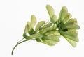 A bunch of maple seeds. Green peduncles. Isolated from background. Roadside trees. Vegetation of a city garden. Common Tree