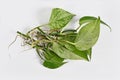 Bunch of Marble Queen pothos houseplant cuttings Royalty Free Stock Photo