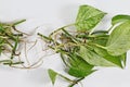 Bunch of Marble Queen pothos houseplant cuttings with long roots Royalty Free Stock Photo