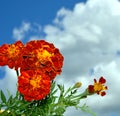 A bunch of marigolds. Flowers against a background of white clouds in a blue sky. Square photo Royalty Free Stock Photo