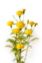 Bunch of marigolds, isolated on white background Royalty Free Stock Photo