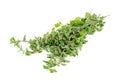 Bunch of Marjoram Herb Isolated on White Royalty Free Stock Photo