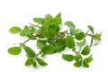 Bunch of marjoram Royalty Free Stock Photo