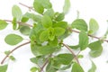 Bunch of marjoram Royalty Free Stock Photo