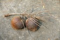 Bunch of mature coconut with stem Royalty Free Stock Photo