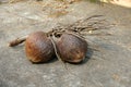 Bunch of mature coconut with stem Royalty Free Stock Photo