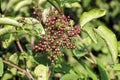 Bunch of maturing dwarf elder berries