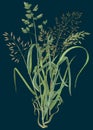 Bunch of meadow grass on dark background Royalty Free Stock Photo