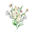 Bunch of meadow medicinal flower, herb plants watercolor illustration isolated on white background. Chamomile, plantain