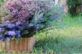Bunch of medicinal herbs purple oregano sweet marjoram flowers and hyssop plant in wicker basket in the summer garden.