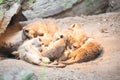 Bunch of meerkats lying together on a pile in a cave. Royalty Free Stock Photo
