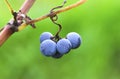 Bunch of Merlot grapes on a tendril in a vineyard in Bulgaria during the vine harvest Royalty Free Stock Photo