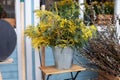 Bunch mimosa flowers in vase on table in garden. Bouquet of yellow wildflowers in bucket on veranda home. Easter Decor spring terr