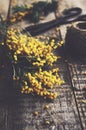 Bunch of mimosa and scissors on rustic wooden background