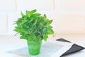 Bunch of mint in a green glass Royalty Free Stock Photo