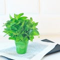 Bunch of mint in a green glass Royalty Free Stock Photo