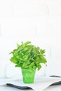 Bunch of mint in a green glass Royalty Free Stock Photo