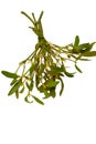Bunch of misteltoe Royalty Free Stock Photo