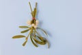 Bunch of mistletoe on the light blue background