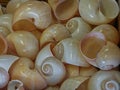 Bunch of Moon shells Royalty Free Stock Photo