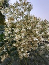 Bunch of moringa flowers blossom